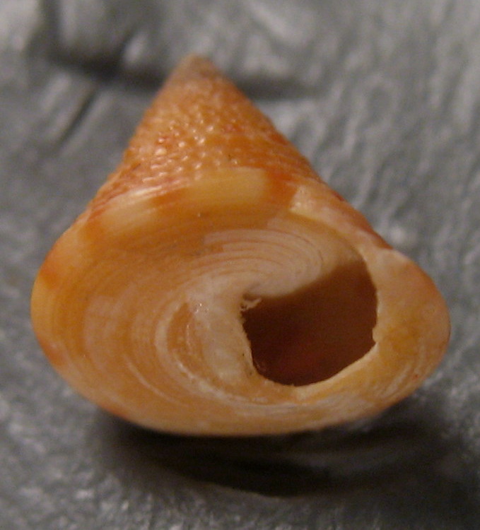 Calliostoma sp.